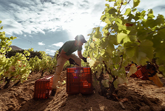 Insularidad como identidad cultural agrícola