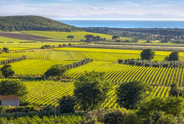 Vinos de mar sin linde