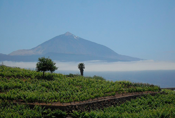 Selección del "Guardián del vino de Tenerife"