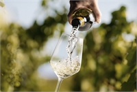Presente y futuro de vino de Canarias