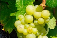 Gran cata internacional de vinos dulces insulares