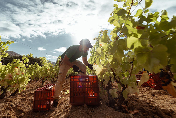 Insularidad como identidad cultural agrícola