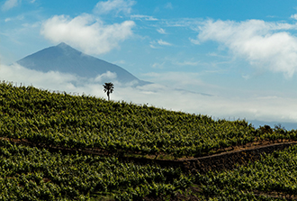 El origen profundo de los vinos de Tenerife