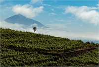 El origen profundo de los vinos de Tenerife