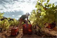 Insularidad como identidad cultural agrícola