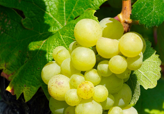 Gran cata internacional de vinos dulces insulares
