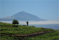 Selección del "Guardián del vino de Tenerife"