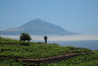 Selección del "Guardián del vino de Tenerife"