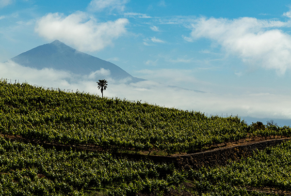 El origen profundo de los vinos de Tenerife